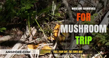 Essential Mushroom Trip Preparation: Safety, Mindset, and Supplies Guide