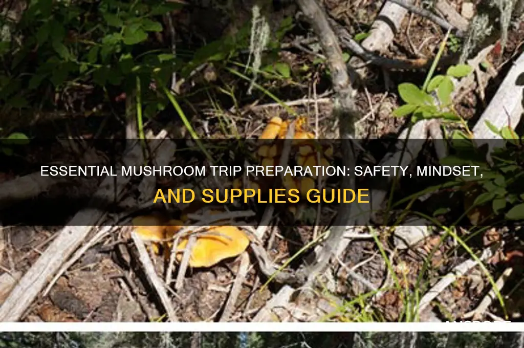 what are essientials for mushroom trip
