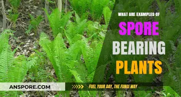 Exploring Spore-Bearing Plants: Examples and Their Unique Characteristics