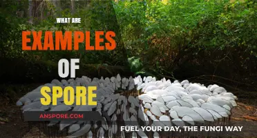 Exploring Nature's Tiny Survivors: Diverse Examples of Spores in Action