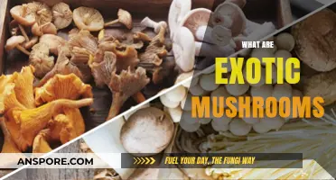Explore the Magical World of Exotic Mushrooms