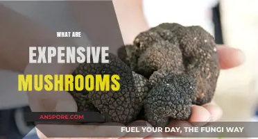 Mushroom Delicacies: The Most Expensive Varieties