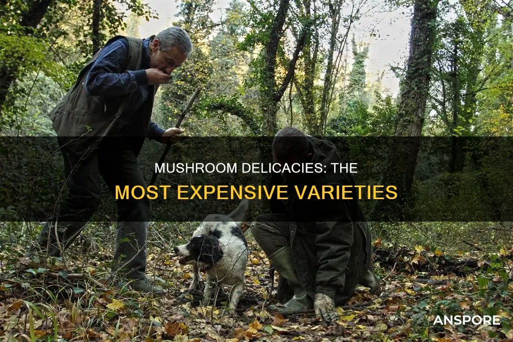 what are expensive mushrooms