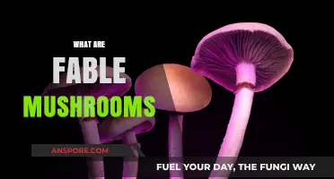 Mushroom Magic: Fable Fungi Explained