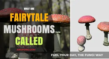 Exploring the World of Magical Fairy-Ring Mushrooms