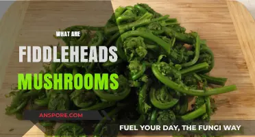 Explore the Unique Fiddleheads Mushrooms and Their Benefits