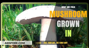 Exploring the Ideal Growing Conditions for Field Mushrooms