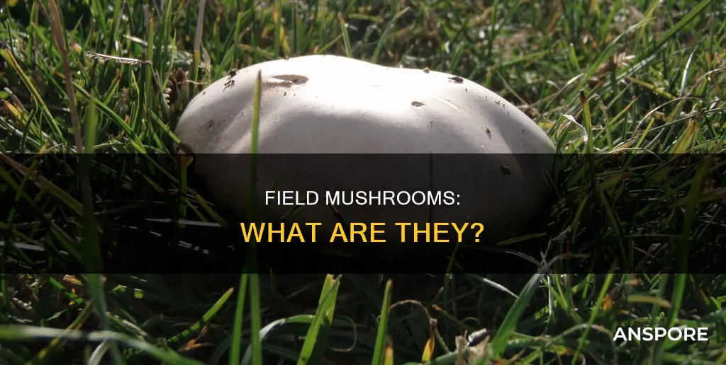 what are field mushrooms