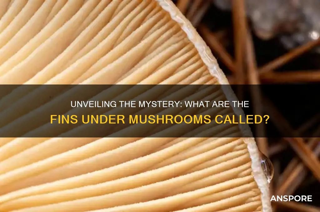 what are fins under mushroom called