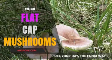 Flat Cap Mushrooms: A Tasty Treat