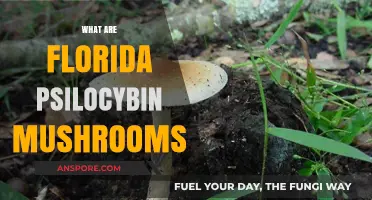 Florida's Magic Mushrooms: A Guide to Psilocybin