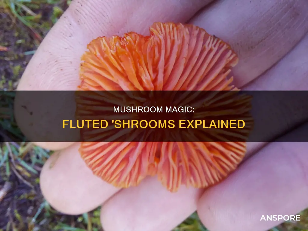 what are fluted mushrooms