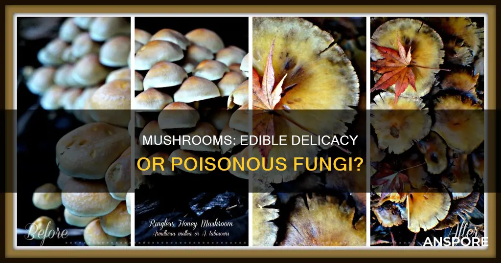 what are food mushrooms