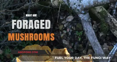 Foraged Mushrooms: Nature's Wild Delicacy