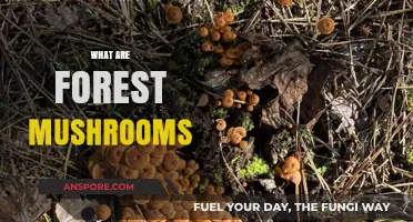 Mushroom Magic in Forests