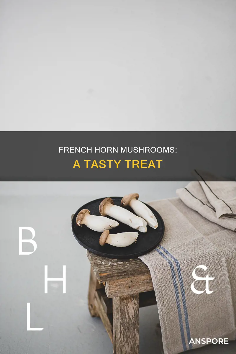 what are french horn mushrooms