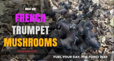 Explore the Trumpet Mushrooms of France
