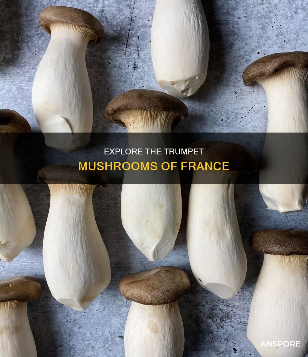 what are french trumpet mushrooms