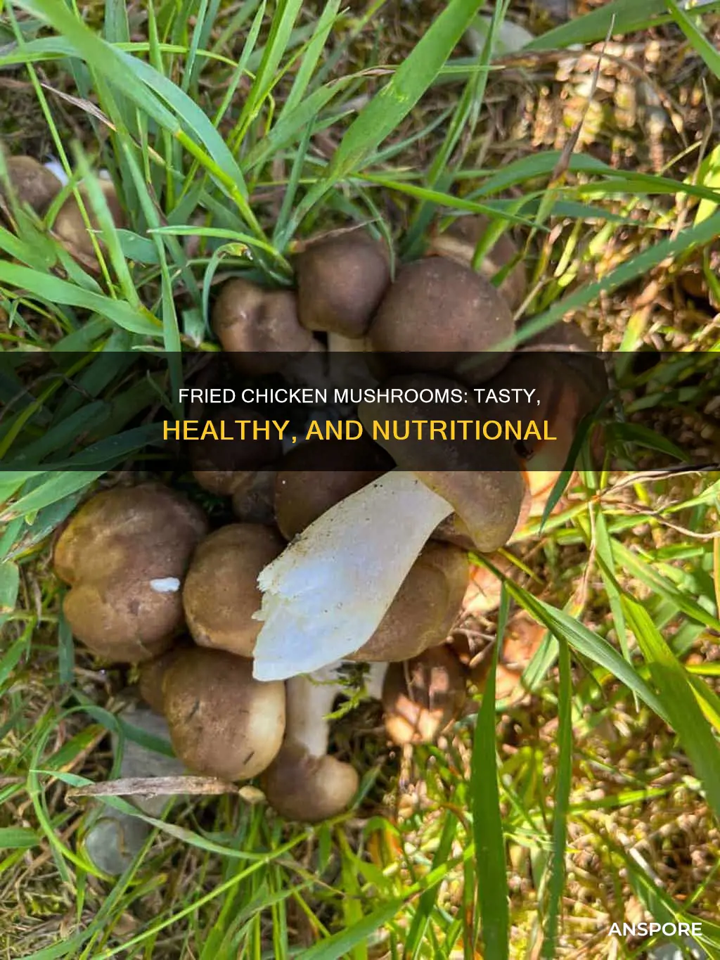 what are fried chicken mushrooms