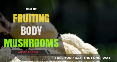 Mushroom Magic: Fruiting Bodies Explained
