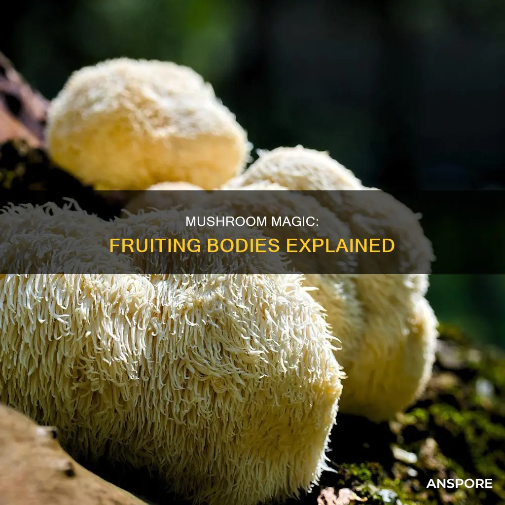 what are fruiting body mushrooms