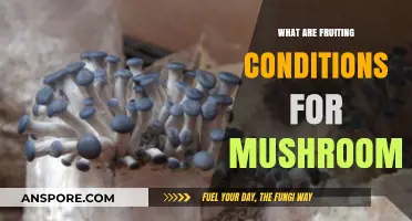 Optimal Fruiting Conditions for Mushrooms: A Comprehensive Guide