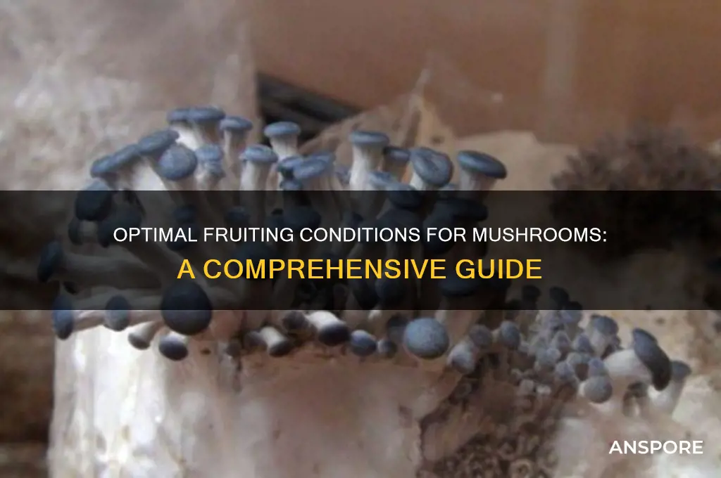 what are fruiting conditions for mushrooms