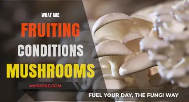 Mushroom Fruiting Conditions: What You Need to Know