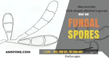 Understanding Fungal Spores: Tiny Reproductive Units and Their Impact