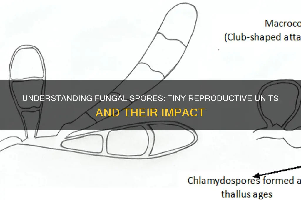 what are fungal spores