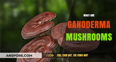 Ganoderma Mushrooms: Ancient Fungi, Modern Benefits