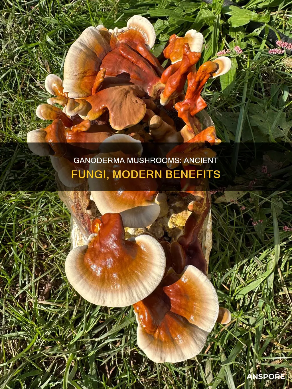 what are ganoderma mushrooms
