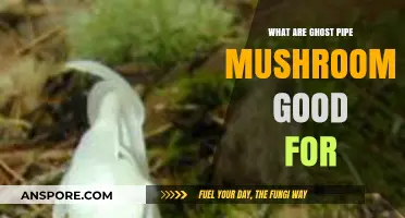 Ghost Pipe Mushrooms: Unveiling Their Unique Benefits and Uses