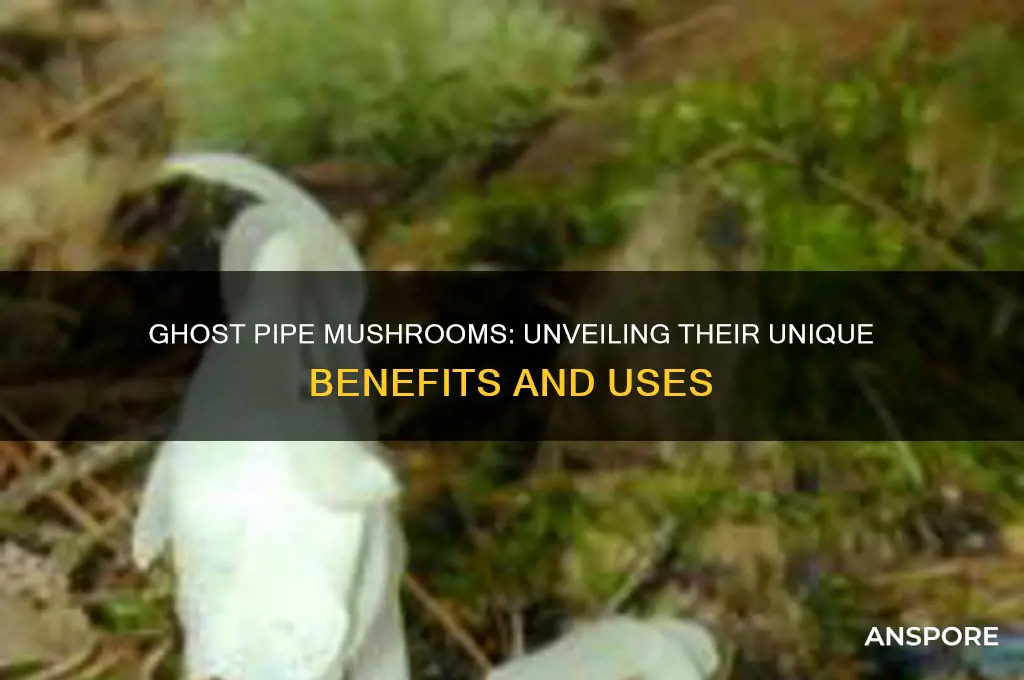 what are ghost pipe mushrooms good for