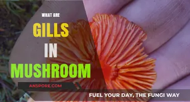 Mushroom Gills: What They Are and Why They Matter
