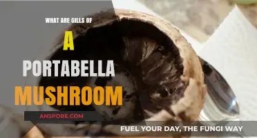 Understanding Portabella Mushroom Gills: Structure, Function, and Culinary Uses
