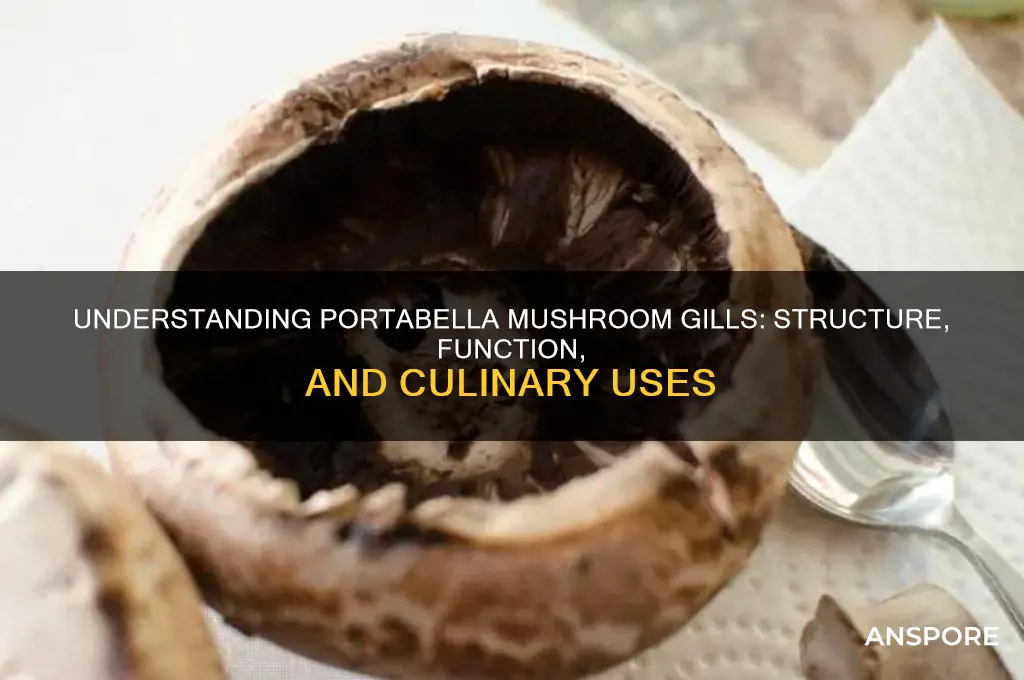 what are gills of a portabella mushroom