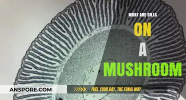 Understanding Mushroom Gills: Structure, Function, and Identification Guide