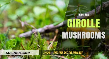 Girolles: The Golden Mushrooms