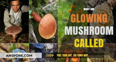 Glowing Mushrooms: Nature's Neon Lights