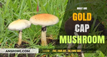 Gold Cap Mushrooms: Nature's Golden Delicacy