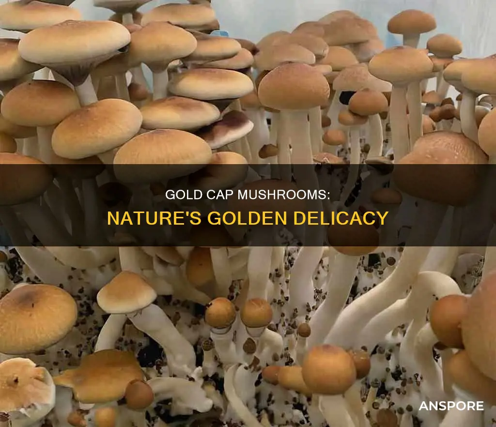what are gold cap mushrooms