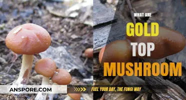 Gold Tops: Magic Mushrooms Explained