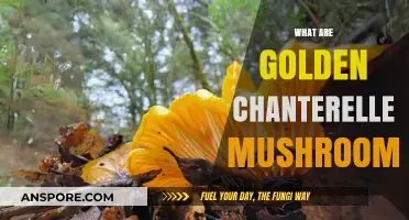 Golden Chanterelle Mushrooms: A Forager's Treasure