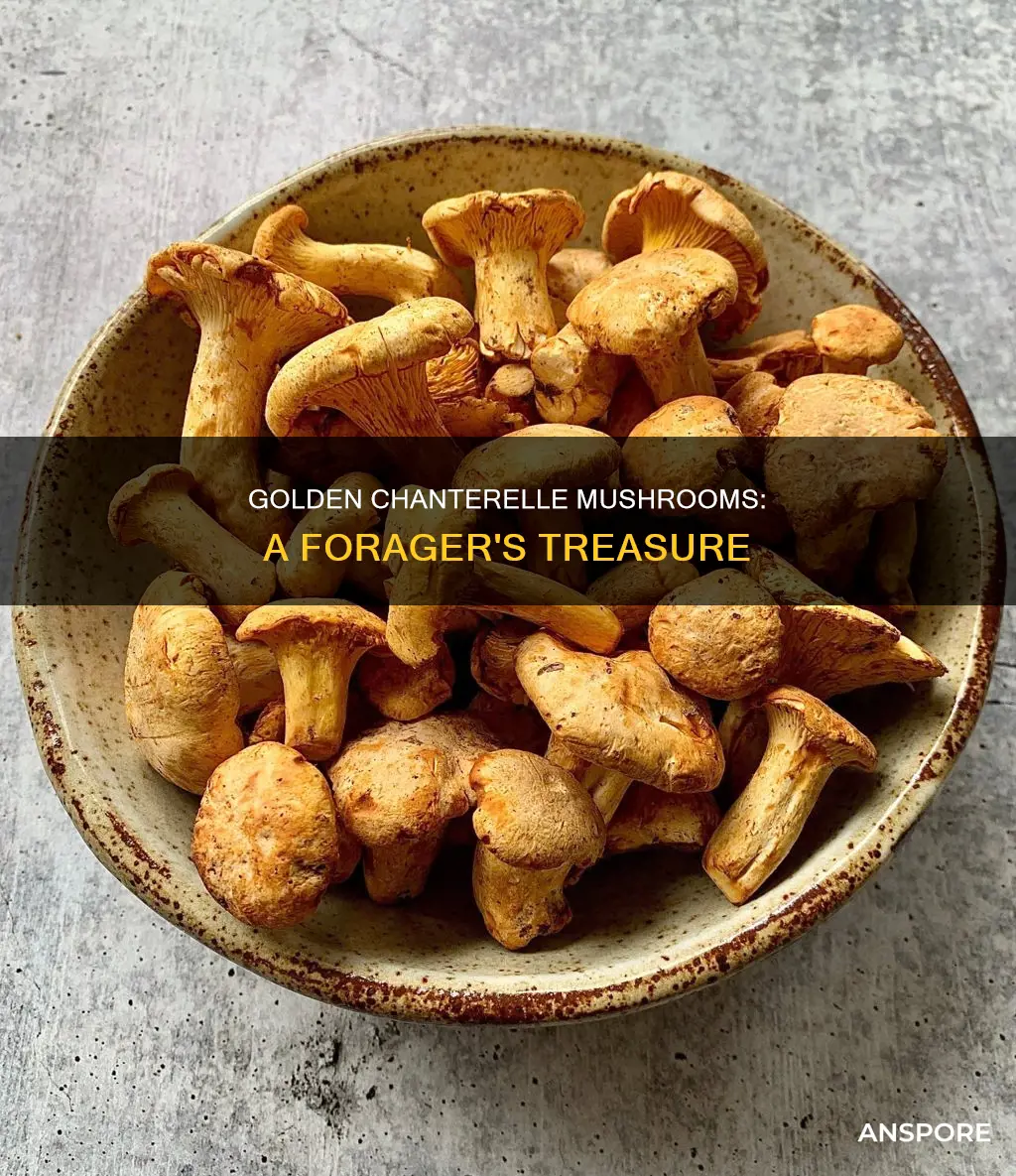 what are golden chanterelle mushrooms