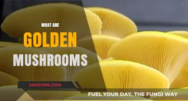 Golden Mushrooms: Nature's Hidden Treasure