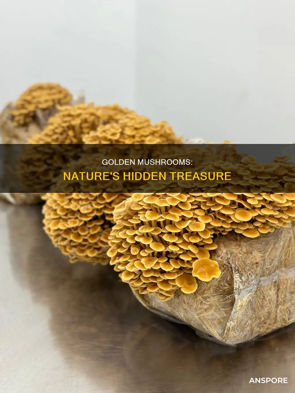 what are golden mushrooms