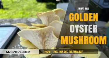 Golden Oyster Mushrooms: A Tasty Treat