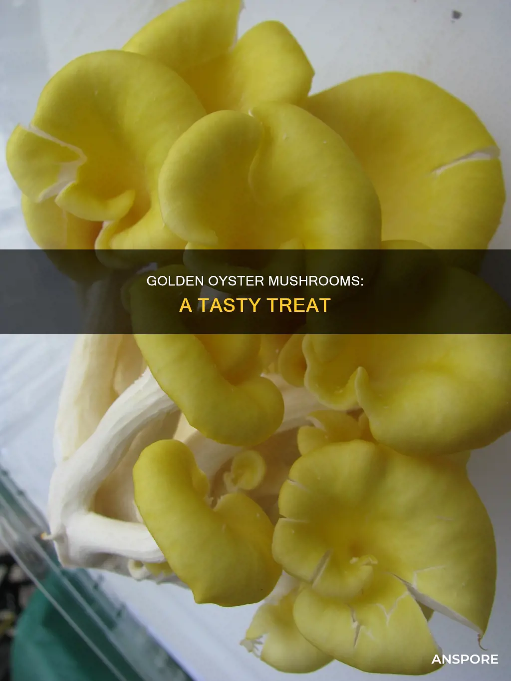what are golden oyster mushrooms