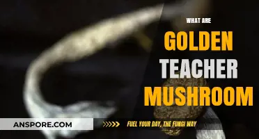 Golden Teacher Mushrooms: A Comprehensive Guide